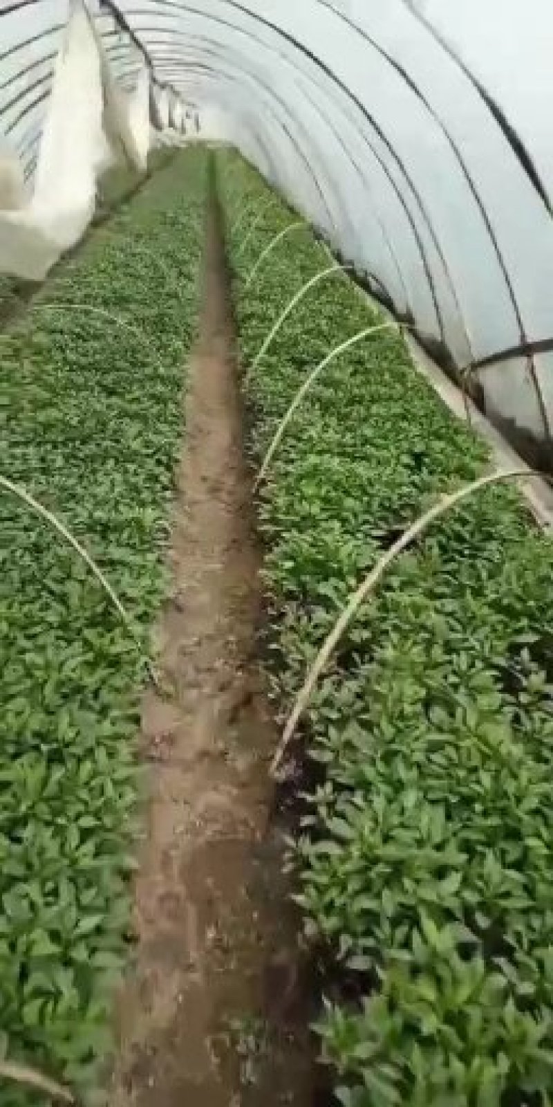 【热卖】茄子苗抗病高产根茎粗壮量大从优