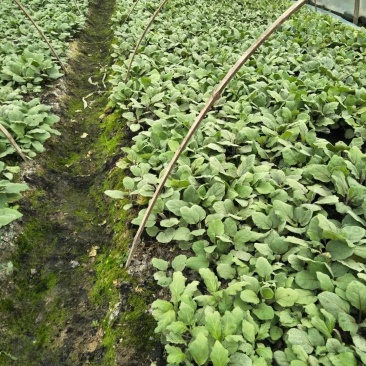 【热卖】茄子苗抗病高产根茎粗壮量大从优