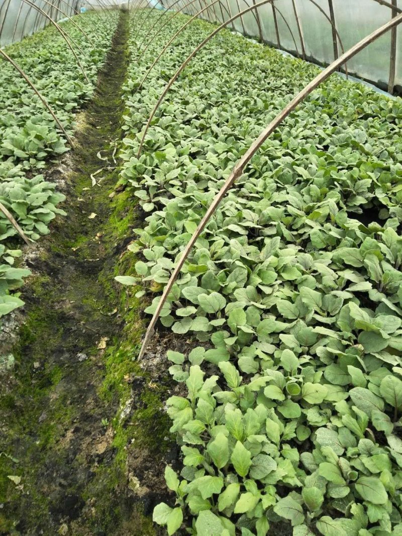 【热卖】茄子苗抗病高产根茎粗壮量大从优