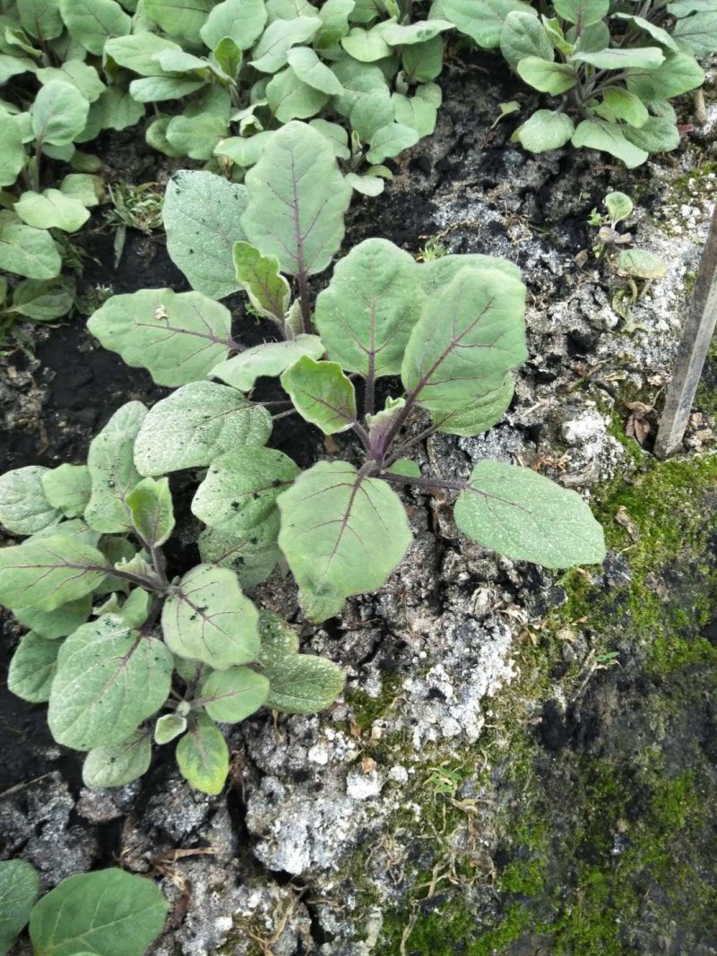 【热卖】茄子苗抗病高产根茎粗壮量大从优