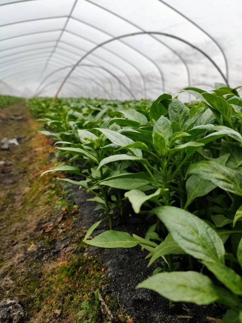 【热卖】茄子苗抗病高产根茎粗壮量大从优