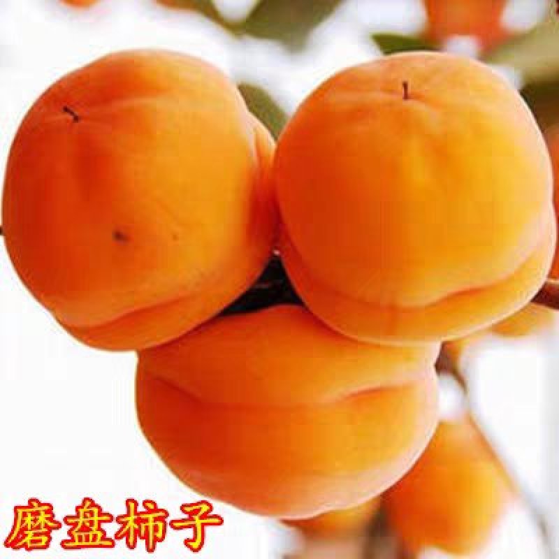 柿子树苗当年结果苗地栽南北方种植盆栽水果甜脆柿子苗