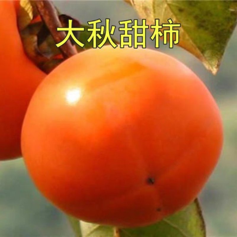 柿子树苗当年结果苗地栽南北方种植盆栽水果甜脆柿子苗