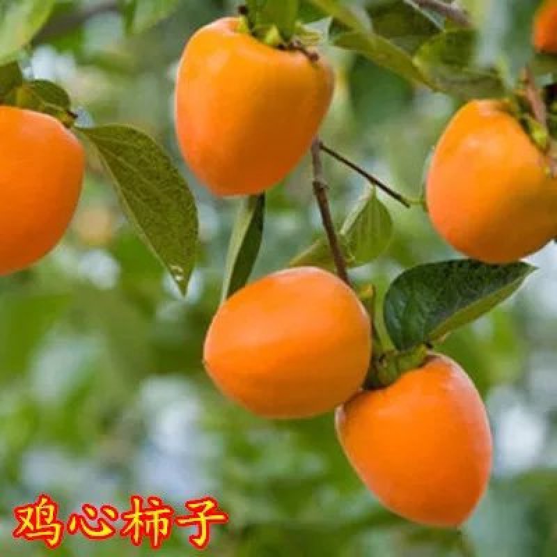 柿子树苗当年结果苗地栽南北方种植盆栽水果甜脆柿子苗