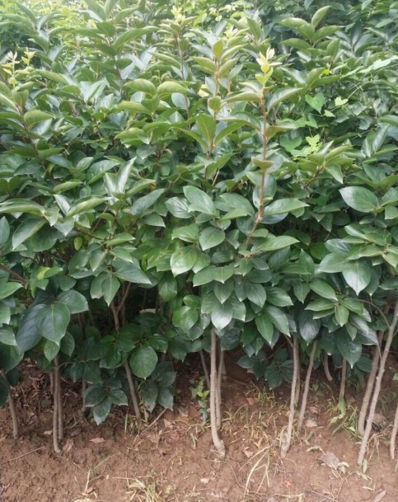 柿子树苗当年结果苗地栽南北方种植盆栽水果甜脆柿子苗