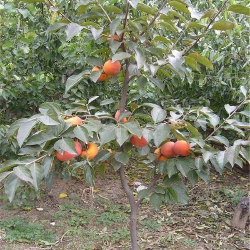 柿子树苗当年结果苗地栽南北方种植盆栽水果甜脆柿子苗
