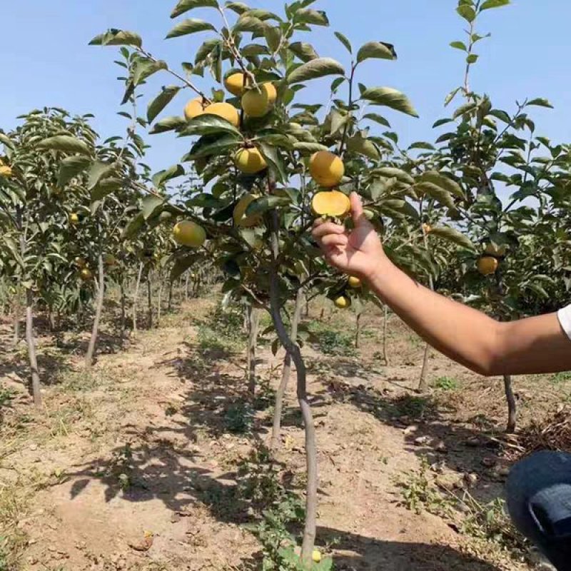 柿子树苗当年结果苗地栽南北方种植盆栽水果甜脆柿子苗