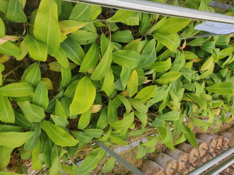 香蕉袋苗（香蕉红香蕉米蕉）批发福建漳州