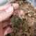 银线莲干品金线莲炖汤