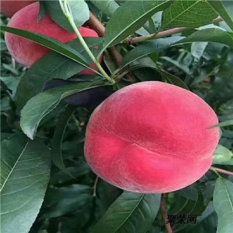 桃树苗桃树树苗正宗紫血桃树苗嫁接红肉血桃南方北方种植果