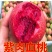 桃树苗桃树树苗正宗紫血桃树苗嫁接红肉血桃南方北方种植果