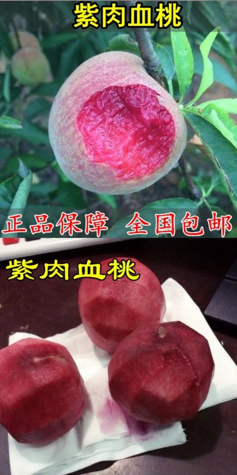 桃树苗桃树树苗正宗紫血桃树苗嫁接红肉血桃南方北方种植果