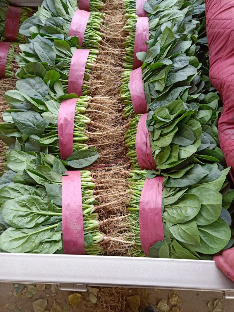 大叶菠菜滑县最大批发市场直供