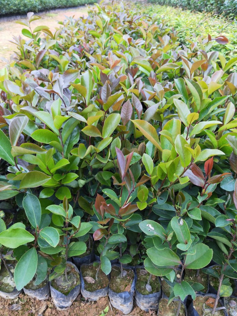 油茶苗、油茶苗批