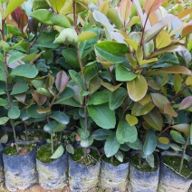 油茶苗、油茶苗批