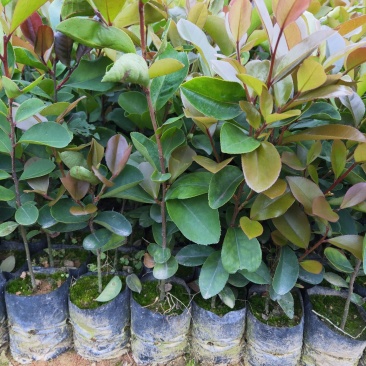 油茶苗、油茶苗批