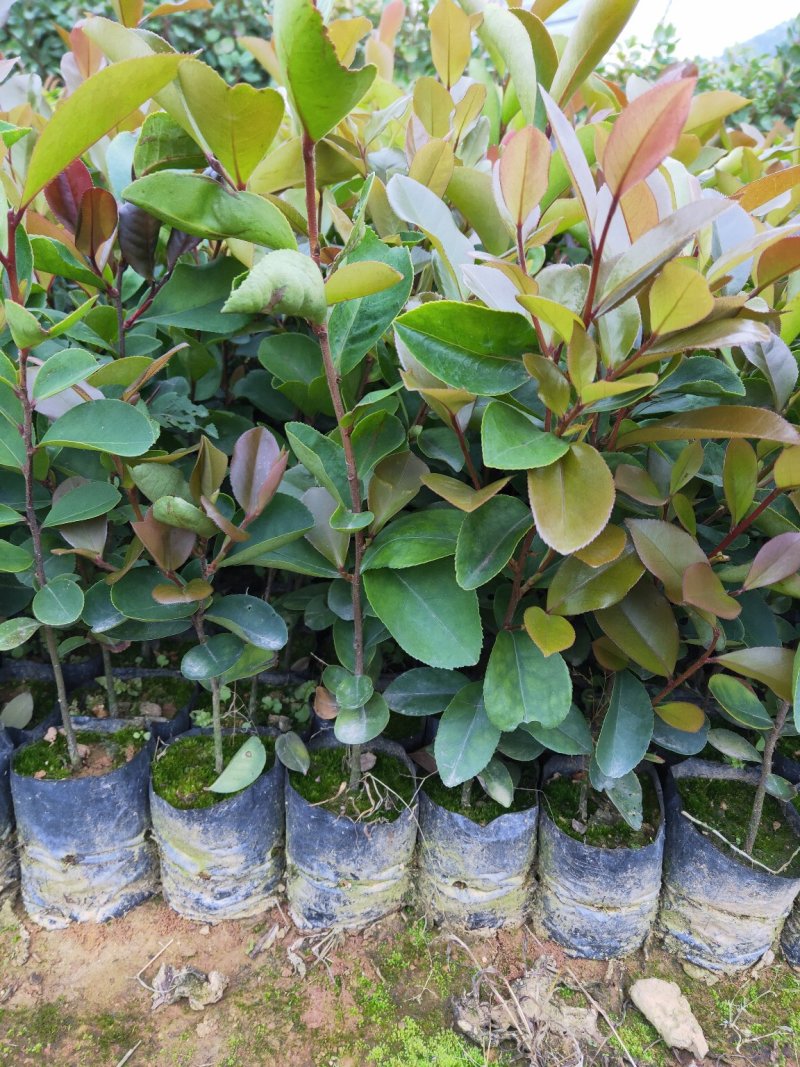 油茶苗、油茶苗批