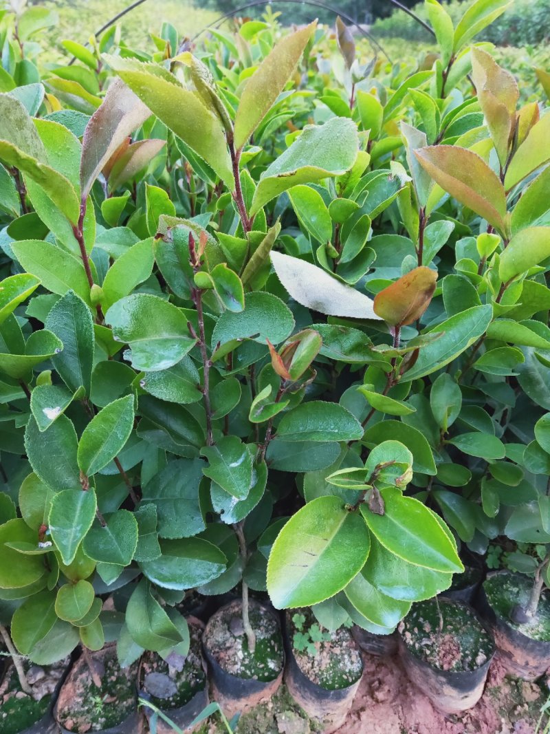 油茶苗、油茶苗批