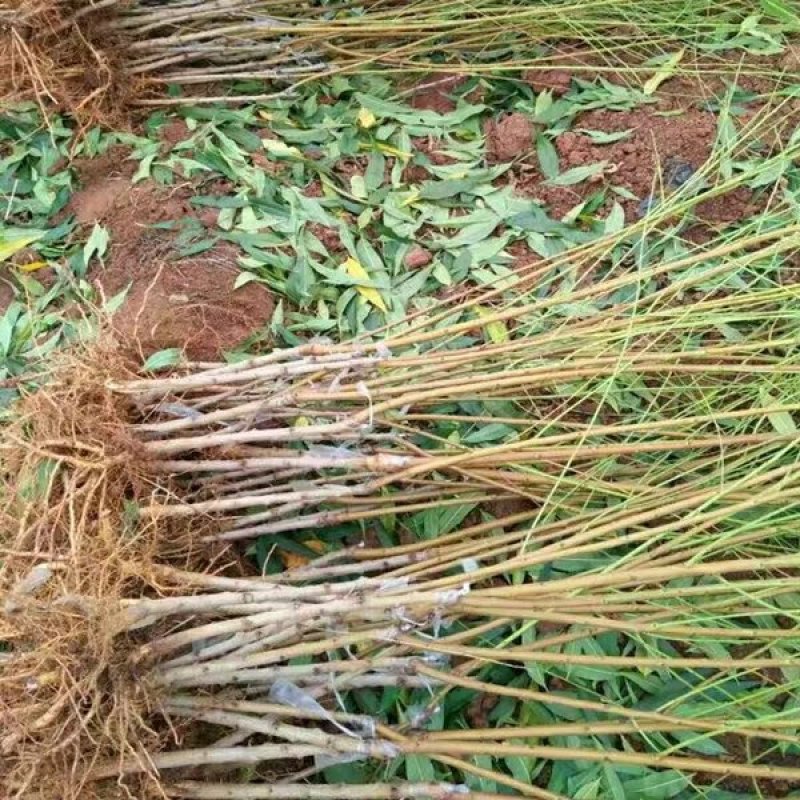 新品种嫁接桃树苗【奶油白蟠桃】树苗盆栽地栽南北方种植