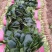 菠菜20~25厘米精品为主代发全国基地上市中量大质量好