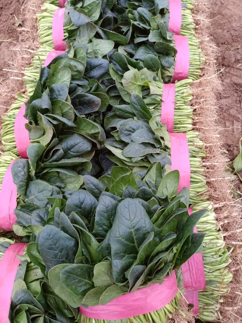 菠菜20~25厘米精品为主代发全国基地上市中量大质量好
