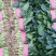 菠菜20~25厘米精品为主代发全国基地上市中量大质量好