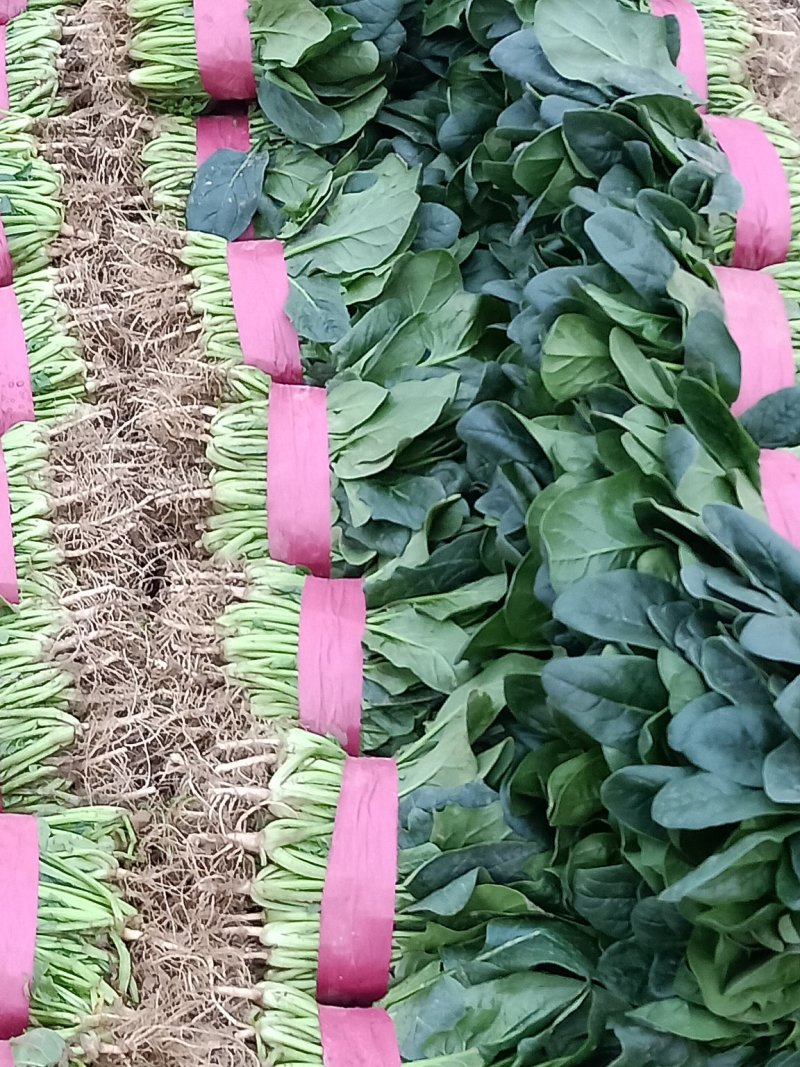 菠菜20~25厘米精品为主代发全国基地上市中量大质量好