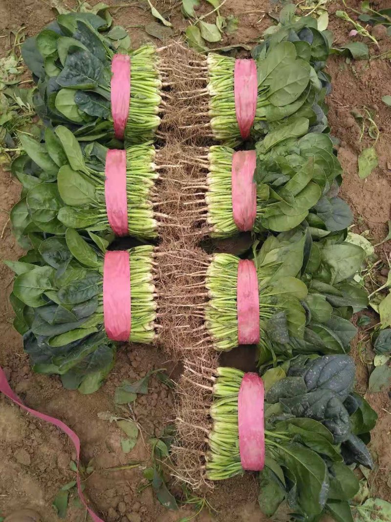 菠菜20~25厘米精品为主代发全国基地上市中量大质量好