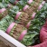 菠菜20~25厘米精品为主代发全国基地上市中量大质量好