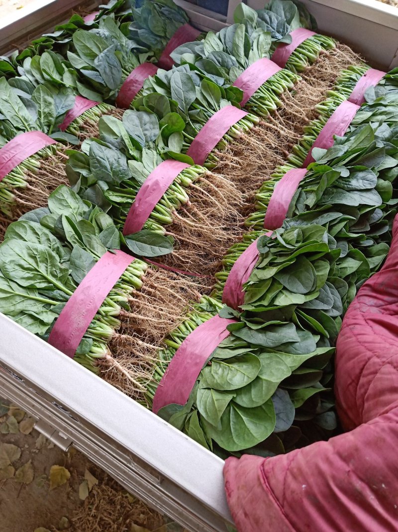 菠菜20~25厘米精品为主代发全国基地上市中量大质量好