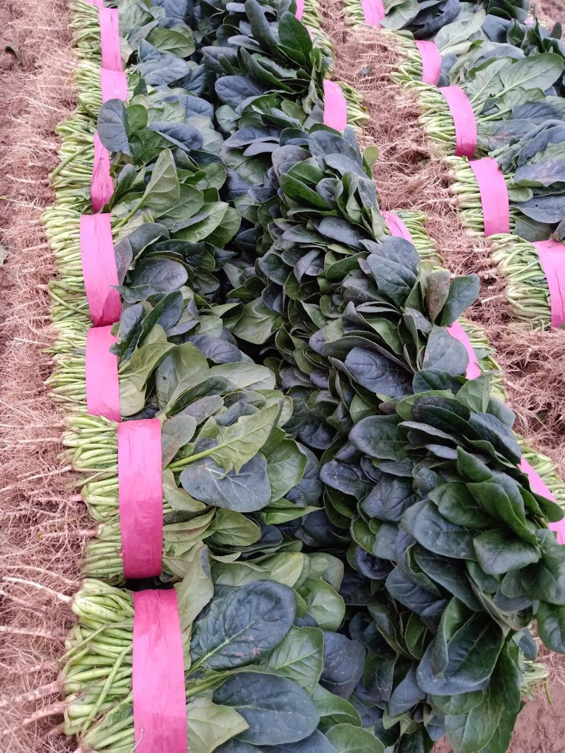 菠菜20~25厘米精品为主代发全国基地上市中量大质量好