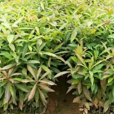 木荷苗、木荷小苗，木荷苗批发