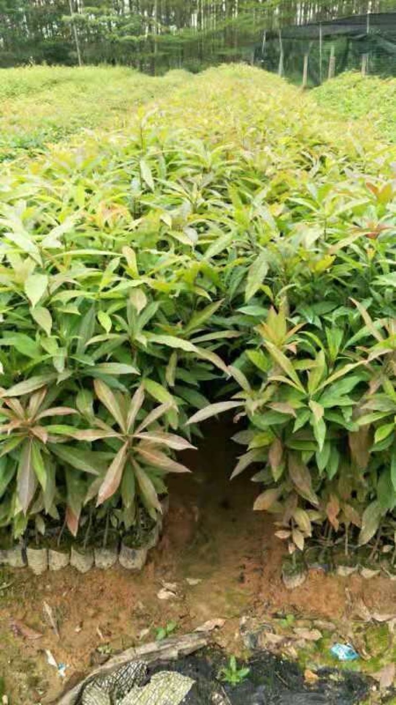 木荷苗、木荷小苗，木荷苗批发