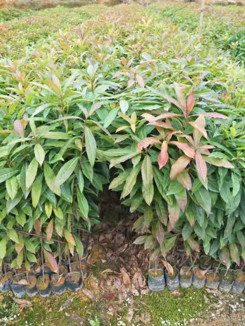 木荷苗、木荷小苗，木荷苗批发
