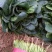 菠菜20~25厘米精品为主代发全国基地上市中量大质量好