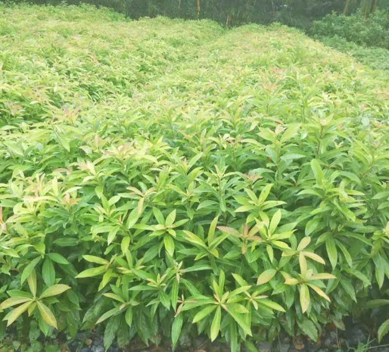 木荷苗、木荷小苗，木荷苗批发