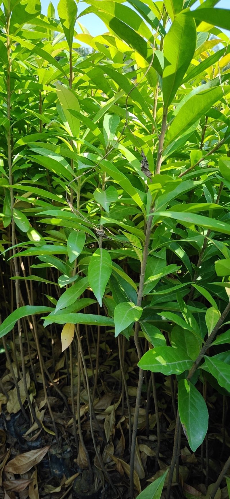 木荷苗、木荷小苗，木荷苗批发