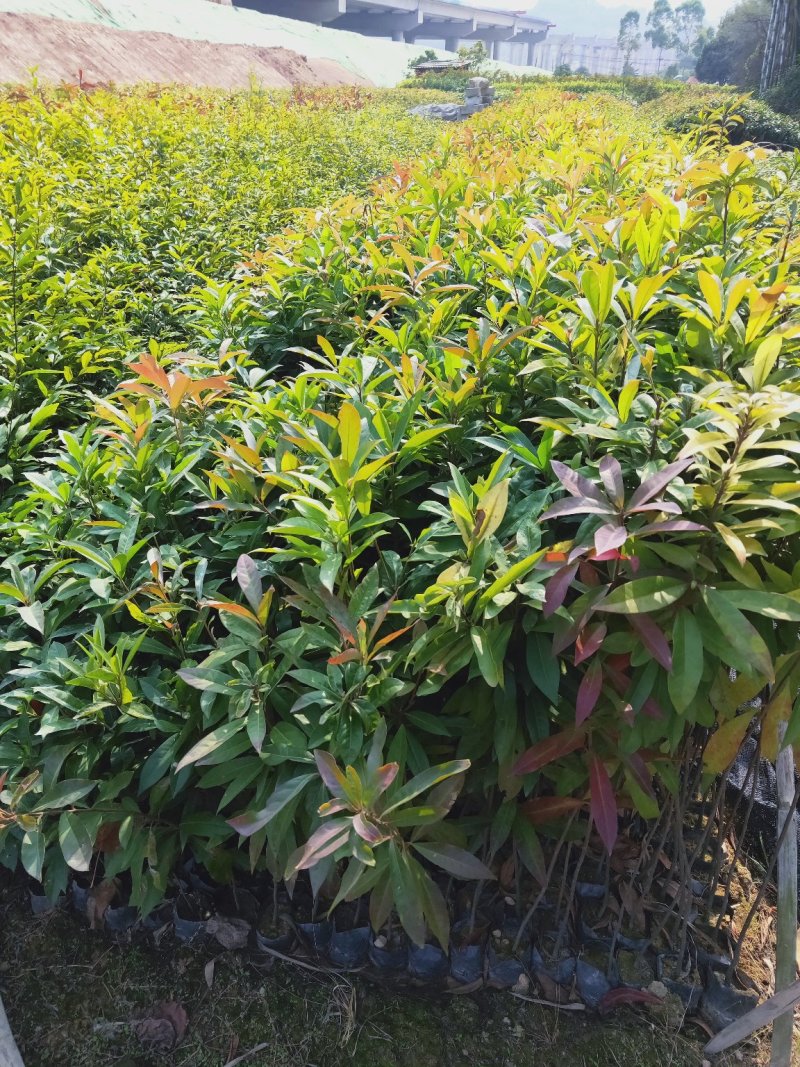 木荷苗、木荷小苗，木荷苗批发