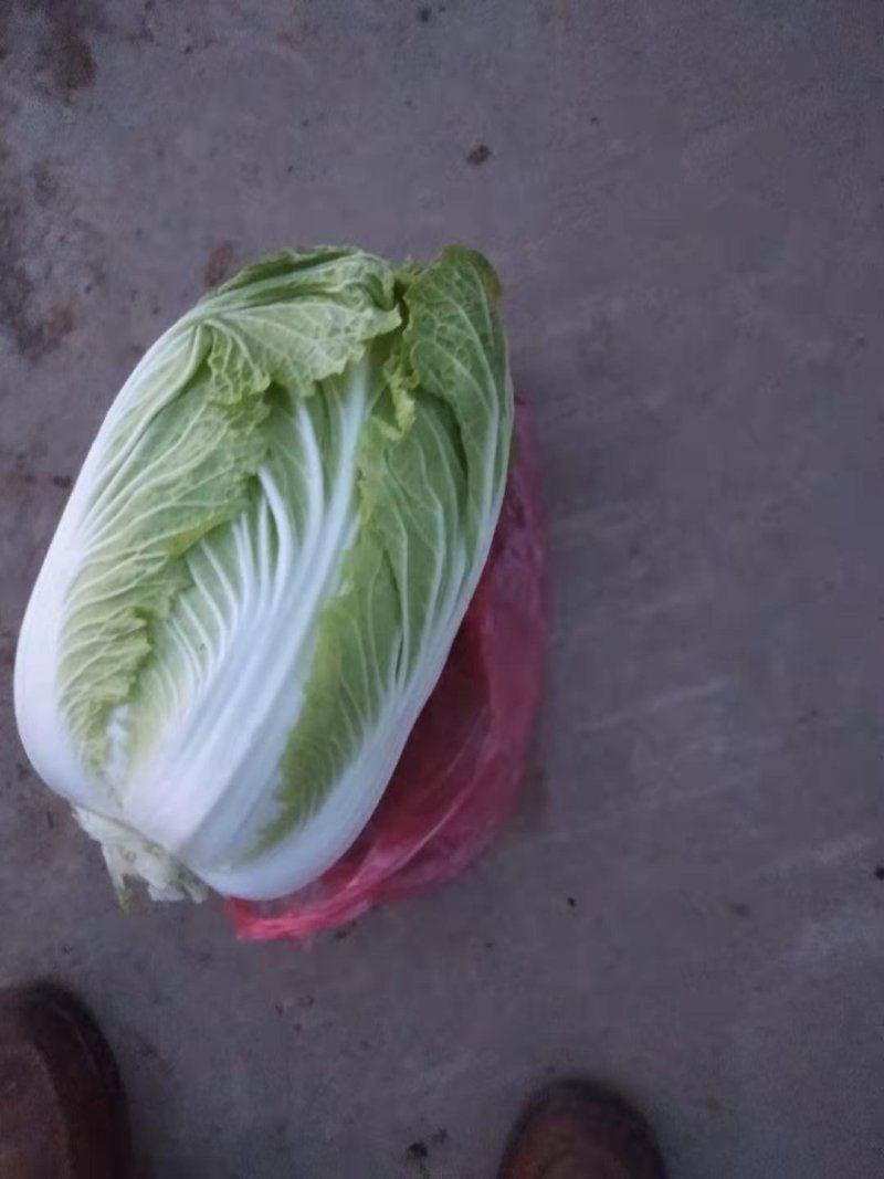 青杂三号大白菜，4~6斤净菜，产地直销，代发全国各大市场
