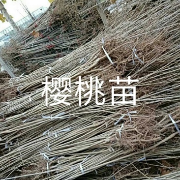 山西嫁接樱桃苗保质量