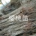 山西嫁接樱桃苗保质量