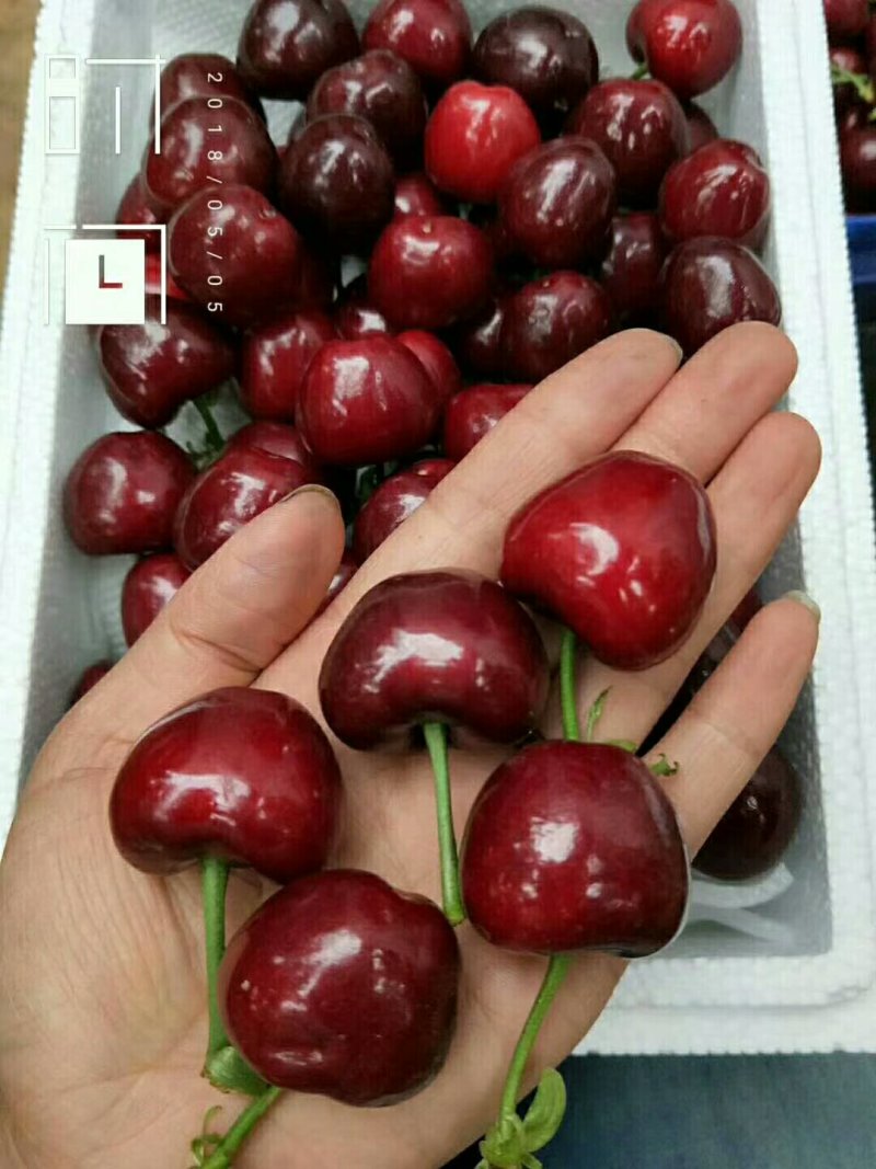 山西嫁接樱桃苗保质量