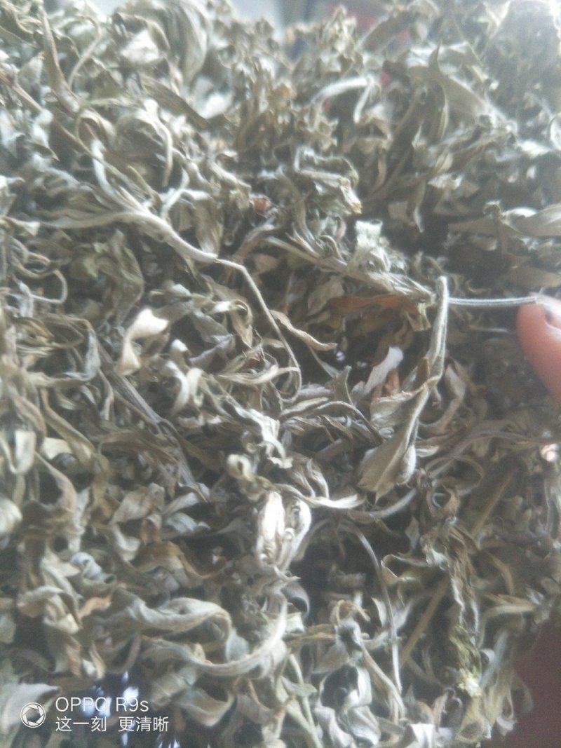 艾叶，纯野生，全叶。小艾叶，量大优惠