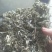 艾叶，纯野生，全叶。小艾叶，量大优惠