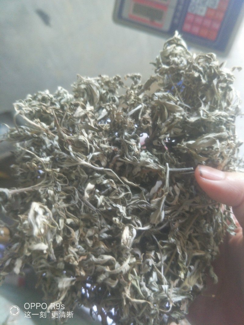 艾叶，纯野生，全叶。小艾叶，量大优惠