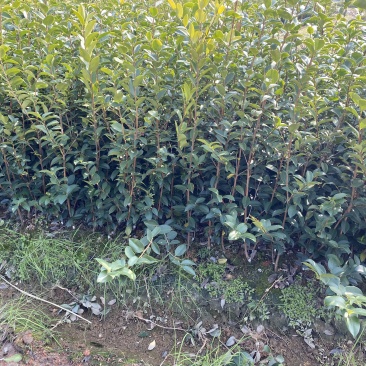高产量嫁接油茶苗便宜卖了