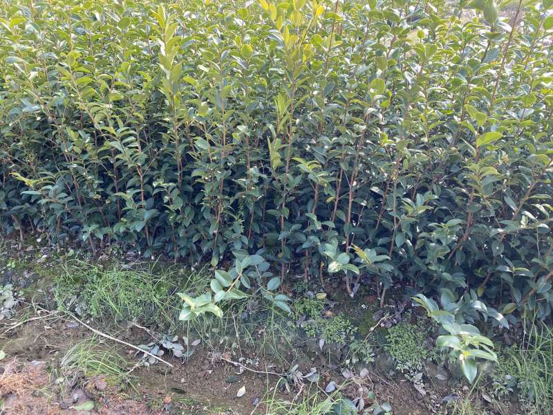 高产量嫁接油茶苗便宜卖了