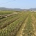 高产量嫁接油茶苗便宜卖了