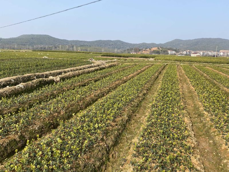 高产量嫁接油茶苗便宜卖了