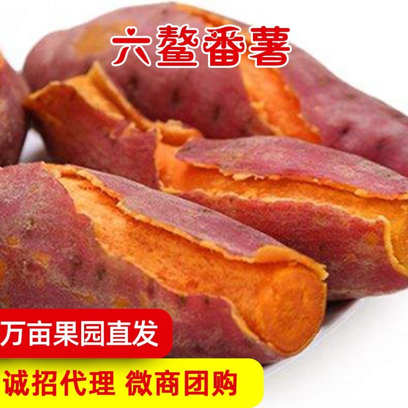福建六鳌地瓜沙地红蜜薯糖心红薯新鲜包邮
